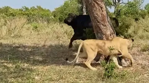 CLIP: Đang nằm nghỉ trưa, đàn sư tử bỗng 'bỏ của chạy lấy người' khi trâu rừng ập tới