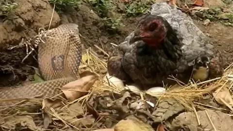 CLIP: Ủ mưu giết gà mẹ để đoạt trứng, rắn hổ mang nhận cái kết 'muối mặt'