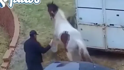 CLIP: Tấn công ngựa, chó Pitbull bị giẫm cho thừa sống thiếu chết