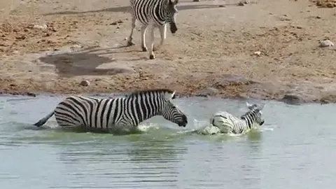 CLIP: Ngựa vằn mẹ trơ mắt nhìn con đực dìm, cắn con non nhưng cái kết mới gây chú ý