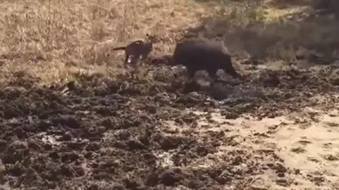 CLIP: Tiếp cận lợn rừng, báo hoa mai bị đuổi cho 'chạy té khói'