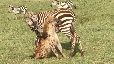 CLIP: Bị linh cẩu tấn công, ngựa vằn đáp trả bằng đòn khó thể ngờ tới