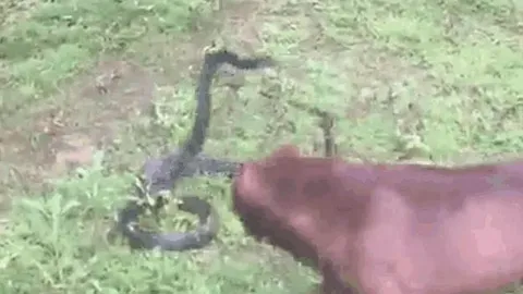 CLIP: Rơi vào 'tay' chó Pitbull, rắn hổ mang chúa nhận cái kết đầy đau đớn