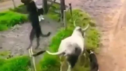 CLIP: Tấn công bò nhà, chó Putbull con bị đá văng, con bị húc bay lên không trung