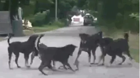 CLIP: Bị 5 con chó nhà cắn xé, rắn hổ mang chúa nhận cái kết ít ai ngờ