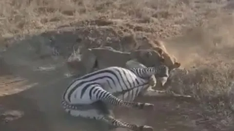 CLIP: Hai con sư tử hợp sức, hạ gục ngựa vằn trong tích tắc