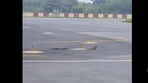 CLIP: Cuộc chạm trán nghẹt thở giữa cầy mangut và rắn hổ mang ngay tại sân bay Ấn Độ