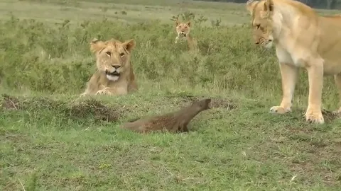 CLIP: Cầy Mangut đơn độc chống lại bầy sư tử, cái kết gây sững sờ