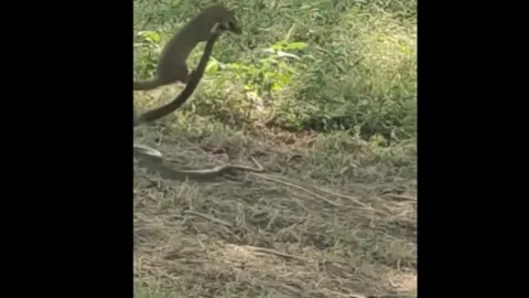 CLIP: Cuộc chiến sinh tử giữa cầy mangut và rắn