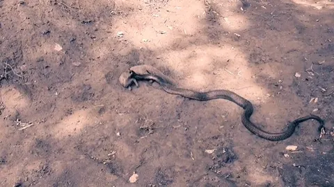 CLIP: Cầy mangut hạ gục hổ mang đen khổng lồ bằng những cú né đòn thần tốc