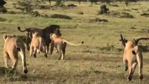 CLIP: 4 con sư tử cái hợp sức đánh đuổi sư tử đực để bảo vệ đàn con