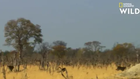 CLIP: Vào lãnh thổ của khỉ đầu chó uống nước, báo săn bị đuổi cho 'chạy té khói'