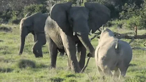 CLIP: Chủ động tấn công voi, tê giác nhận cái kết ê chề