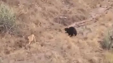 CLIP: Tiếp cận gấu ngựa, hổ bị đuổi cho 'chạy té khói'