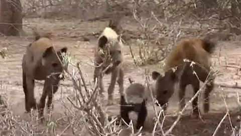 CLIP: Một mình đối đầu với đàn linh cẩu, lửng mật vẫn chiếm thế thượng phong