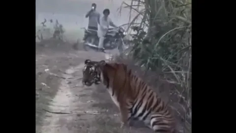 CLIP: Thót tim trước khoảnh khắc người dân thản nhiên ghi hình hổ dữ bên ruộng mía