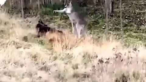 CLIP: Đụng độ, chó becgie và kangaroo lao vào đánh nhau túi bụi khiến cảnh sát phải can thiệp