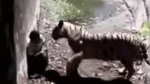 CLIP: Bị hổ dồn vào góc tường, người đàn ông liên tục vái lạy và cái kết 