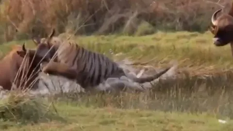 CLIP: Bò tót nổi điên truy sát hổ khi phát hiện đồng loại bị chúa sơn lâm cắn cổ