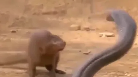 CLIP: Đối đầu với cầy Mangut, rắn hổ mang 'khủng' biến thành miếng mồi ngon cho kẻ địch