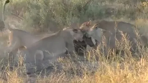 CLIP: Đàn sư tử hợp sức đào hang, kéo lợn rừng ra rồi chia nhau mukbang