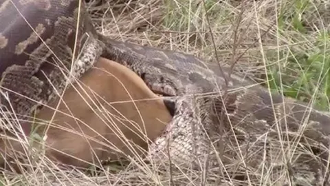 CLIP: Bầy sư tử ngang nhiên cướp mồi của trăn đá 'khủng'