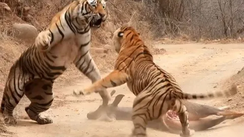 CLIP: Hổ cái liều mình đánh nhau với hổ đực để giành mồi