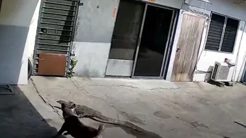 CLIP: Chó nhà ra sức truy đuổi khi thằn lằn 'đi lạc' vào nhà dân