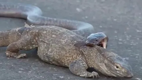 CLIP: Cắn túi bụi vào kỳ đà, rắn hổ mang vẫn chẳng thể làm gì được đối thủ