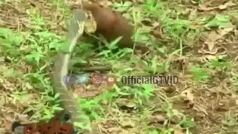 CLIP: Lao vào cắn nhau túi bụi, hổ mang chúa và cầy Mangut đều nhận cái kết đầy đau đớn 