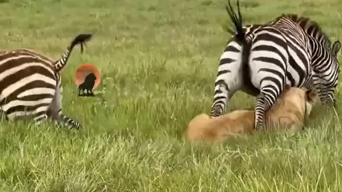 CLIP: Ngựa vằn liều mạng giẫm đạp sư tử để giải cứu đồng loại nhưng cái kết mới gây chú ý