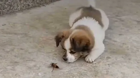 CLIP: Trêu chọc ong bắp cày, cún con nhận bài học nhớ đời