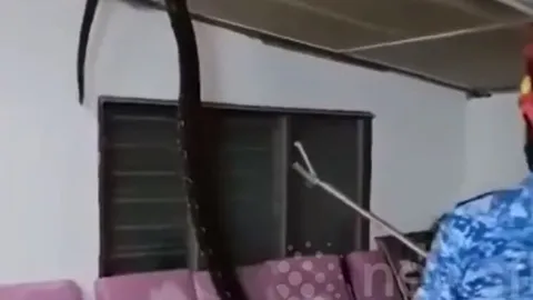 CLIP: Kinh hãi trước khoảnh khắc trăn khổng lồ rơi từ trần nhà xuống phòng khách 