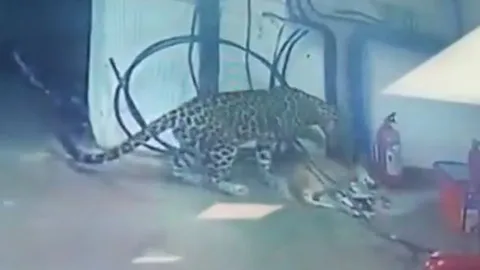 CLIP: Báo hoa mai dùng điệu hổ ly sơn với chó mẹ, thành công bắt cóc đàn con 