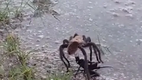 CLIP: Đụng độ nhện độc khổng lồ, ong bắp cày nhận cái kết khó tin