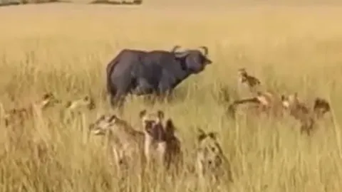 CLIP: Bị đàn linh cẩu tấn công, trâu rừng vẫn thoát chết ngoạn mục nhờ 'vị cứu tinh'
