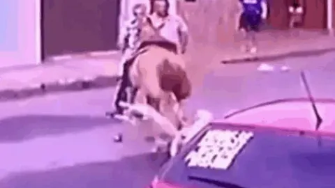 CLIP: Pitbull tấn công ngựa đua và cái kết không ngờ