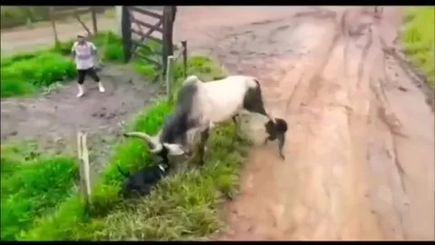 CLIP: Pitbull gây sự, bò phản đòn đầy uy lực và cái kết