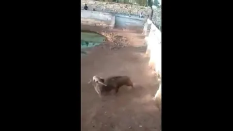 CLIP: Lợn rừng phản đòn ngoạn mục, Pitbull hung dữ phải bỏ cuộc