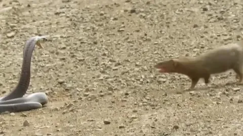 CLIP: Cuộc chiến sinh tử, cầy Mangut hạ gục rắn hổ mang Nam Phi trong nháy mắt