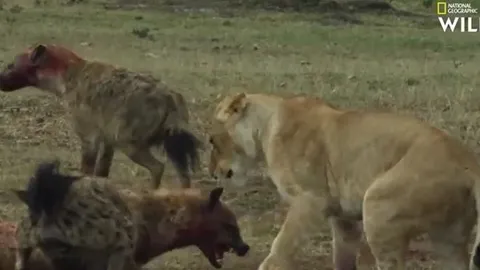 CLIP: Màn săn, cướp mồi đỉnh cao như phim hành động Mỹ của báo săn, linh cẩu và sư tử