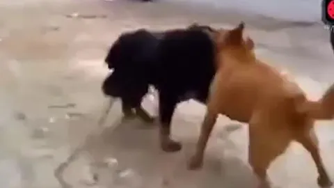 CLIP: Màn tử chiến đầy gay cấn của chó becgie và ngao Tây Tạng 