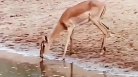 CLIP: Linh dương vô tình chọn ngay “tử địa” khi uống nước, cái kết khiến ai cũng bất ngờ