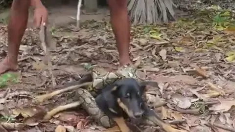 CLIP: Chó nhà bị trăn gấm 'khủng' siết chặt và màn giải cứu đầy gay cấn