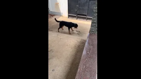 CLIP: Cuộc chiến đầy kịch tính giữa chú chó Rottweiler và rắn hổ mang, kết cục đầy bất ngờ
