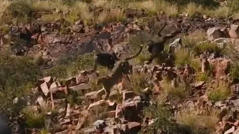 CLIP: 'Đi lạc' vào địa bàn của khỉ đầu chó, 2 con báo săn bị rượt cho 'chạy té khói'