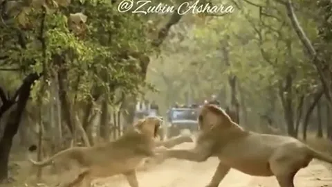 CLIP: Sư tử cái nổi cơn thịnh nộ, liên tục gầm gừ rồi tát sư tử đực nhưng phản ứng của con đực mới gây chú ý