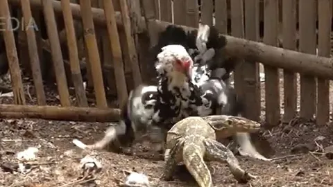 CLIP: Đi săn gà, kỳ đà bị gà mẹ đánh cho thua tan tác