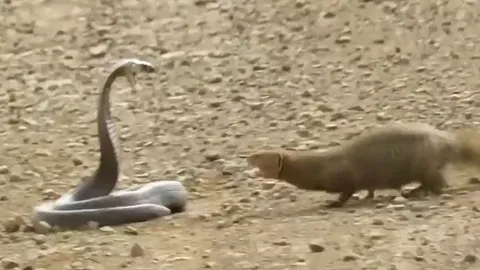 CLIP: Đụng độ cầy Mangut, rắn hổ mang Nam Phi bị kẻ thù xé xác