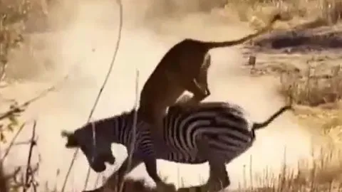 CLIP: Đi săn ngựa vằn, sư tử bị hành cho 'ra bã'